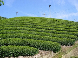 Kyoto Tea Farm